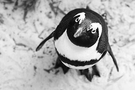 Boulders beach Cape Town