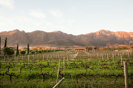 Wine farm
