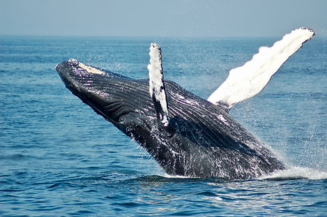 Whale watching in Cape Town