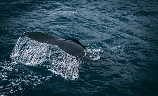 Whale watching in Cape Town