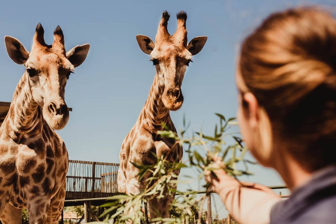 The Giraffe House – Cape Town Ring
