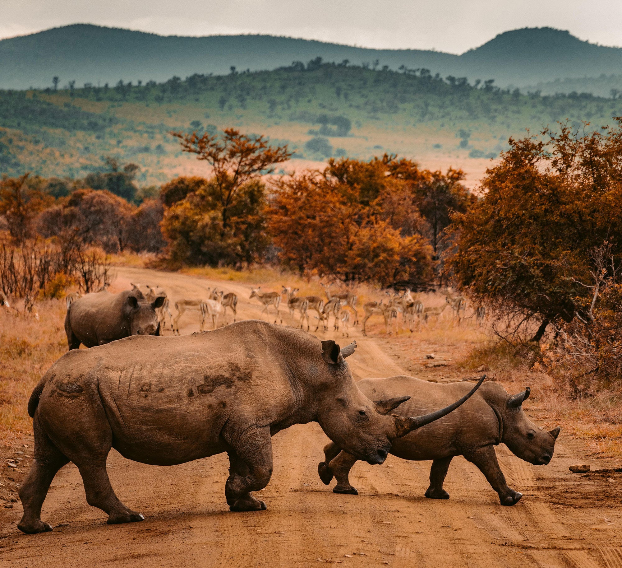 Rhino's walking in Africa, Africa Roam Cape Town 